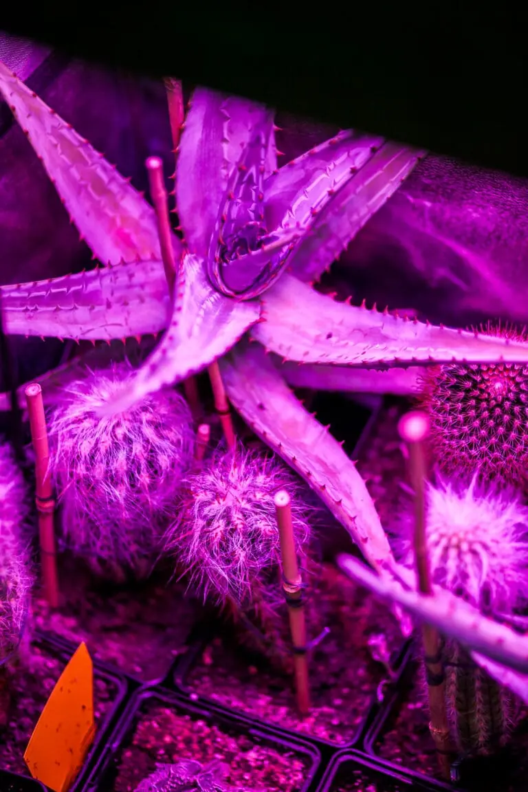 Aloe und Kakteen unter violettem LED-Licht im Laden